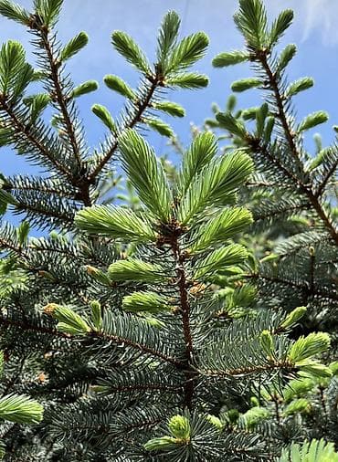 зерно на посадку: Ель голубая (Picea pungens, Blue Spruce) для озеленения участка. - — 3