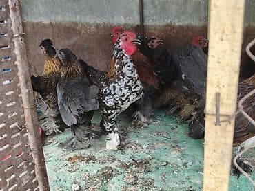 кошка в бишкеке: Продаю японских курей этого года — 3