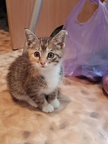 бенгальская домашняя кошка: Котёнок трёхцветный (черепаховый) с белыми “носочками” и яркими рыжими — 1