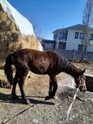 купить немецкую овчарку в бишкеке: Жылкы жазга байтал еки баш полукровка ургачы сатылат — 4