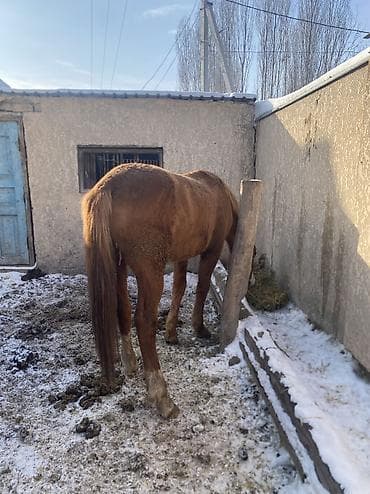 кой козу беловодский: Продаю | Конь (самец) | Полукровка | Рабочий — 7