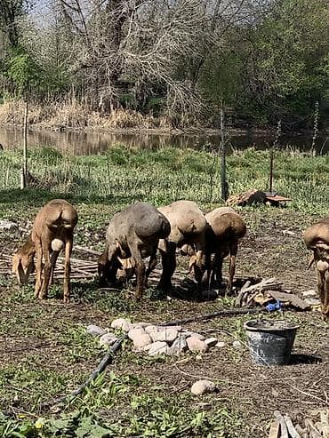 сено ячмень: Продаю | Ягненок, Баран (самец) | Полукровка, Арашан | На забой, Для разведения — 1
