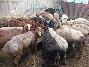 внешние фильтры для аквариума: Продаю | Ягненок, Баран (самец), Овца (самка) | Арашан, Полукровка, Меринос | На забой | Матка, Кастрированные, Осеменитель — 6