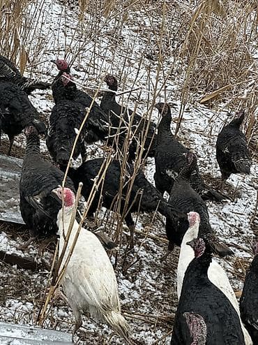 кыргыз довот ит: Черный принц — 7