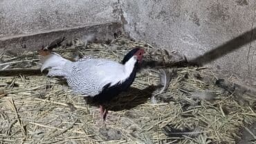 собака доберман сколько стоит: Фазановые птицы для декоративного разведения. В наличии: - Серебряный — 3