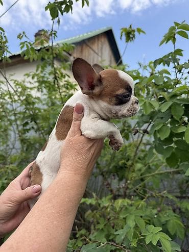 сколько стоит далматин: Продаются щенки французского бульдога. - Порода: французский бульдог — 4