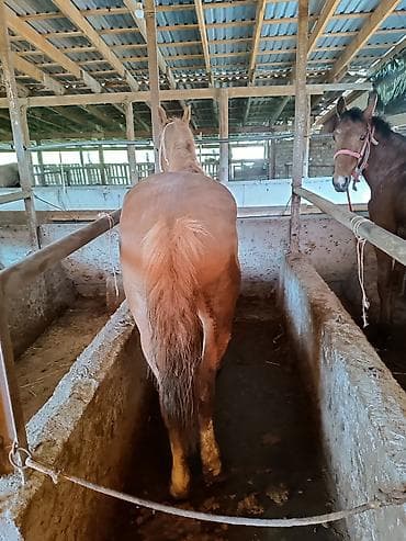 машинка для стрижки животных: Продаю | Жеребец — 4