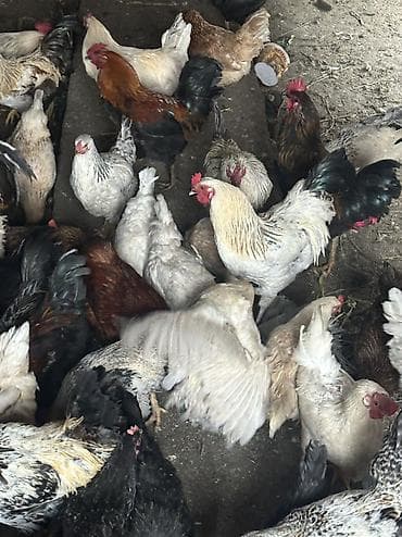 чөп сатылат: Сатам | Тооктор, Короздор | Жарым брама, Үй, Кучинская | Союуга, Көбөйтүү үчүн, Жумуртка туудуруу үчүн — 9