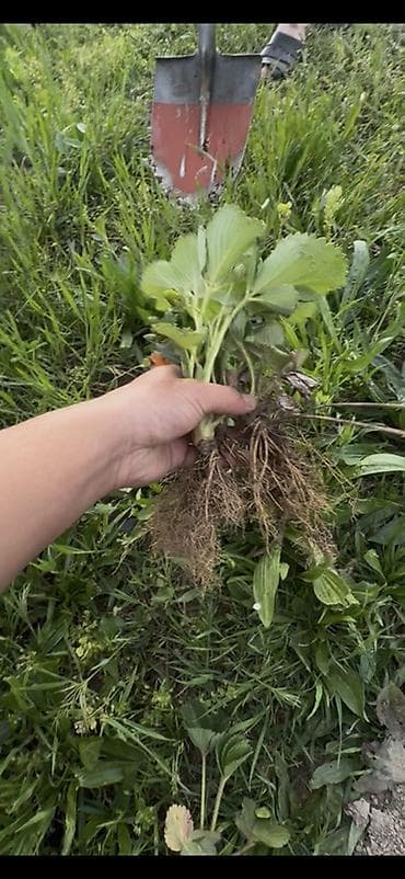 инкубационный яйцо куриное: Альбион саженцы.
Альбион кочот.
Копанка Альбион Срочно — 2