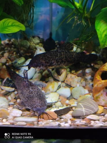 корм для кошек бишкек цена: Аквариум заводской, с крышкой 60 литров, со всеми комплектующими — 5