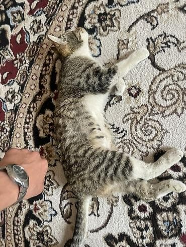 котята бенгальские купить: Котёнок домашний, полосатый табби с белыми лапками и брюшком — 2