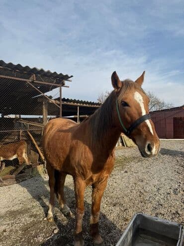 Продаю | Конь (самец) | Рабочий at lalafo.kg Продаю | Конь (самец) | Рабочий
