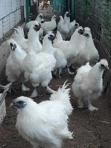 британская голубая: Китайские шелки — куры и петухи. Порода: Chinese Silkie (белые) — 1