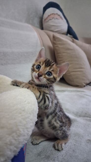 возьму собаку в добрые руки: Бенгальская, 1 месяц, Девочка, Приучена к лотку — 2