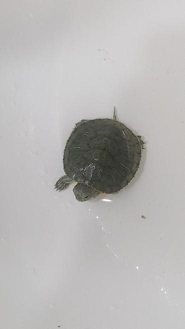 ит нарын: Молодые водные черепашки . красноухие-2 (пара 1 мальчик — 5