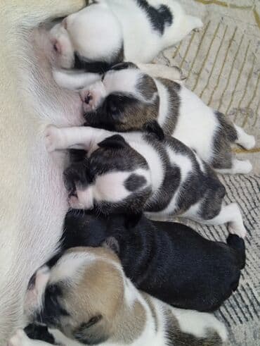 цена французский бульдог: Бульдог, 1 месяц, Самец, С прививкой — 3