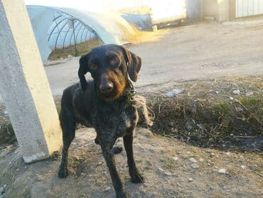 ит тайган: Дратхаар, 2 жаш, Ургаачы — 2