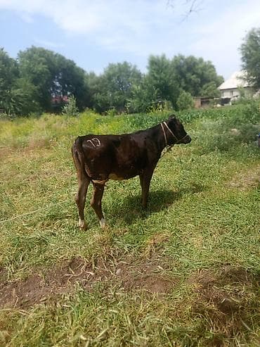Продаю | Бык (самец) | На откорм | Привязанные at lalafo.kg Продаю | Бык (самец) | На откорм | Привязанные