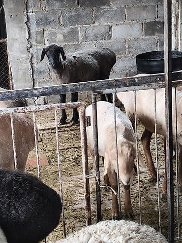 кошка кот: Продаю | Овца (самка) | На забой — 4