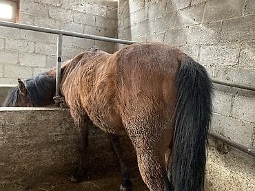 Зоотовары: Продаю | Конь (самец) | На забой, Рабочий — 5