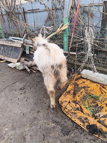 заненский эчки: Сатам | Теке (эркек) | Аргын | Көбөйтүү үчүн | Асыл тукумдуу — 1