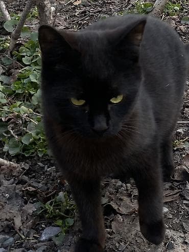 Грызуны: 6 месяцев, Мальчик, Черный — 4