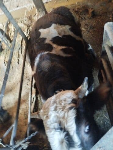 корм для домашних животных: Продаю | Бык (самец) | Монбельярд | На откорм | Привязанные — 3