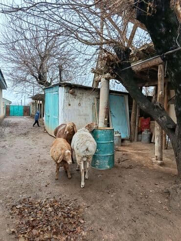 70 сом: Сатам | Кочкор (эркек) | Союуга | Токту — 9