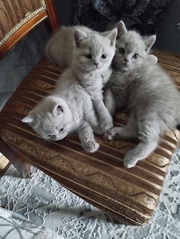 абиссинские коты: Британские короткошёрстные котята, окраса светлый крем/голубой. - — 2