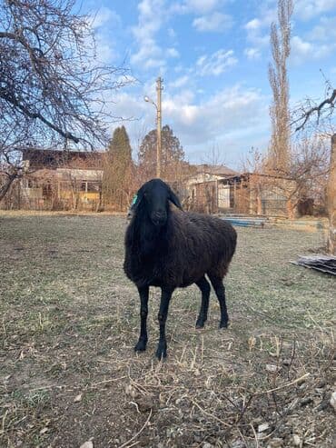 собака офчарка: Продаю | Баран (самец) — 3