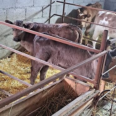 коровы животные: Продаю | Музоо, торпок | Швицкая | Для разведения, Для молока | Племенные, Искусственник — 3