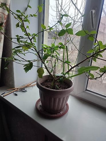 дом цветы: Комнатные растения в горшках 1) Спатифиллум (женское счастье) - — 7