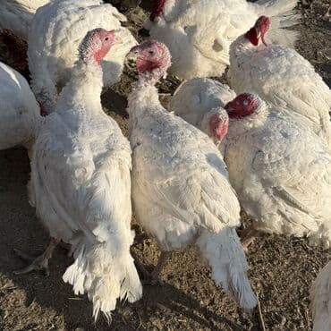 наполнители для кошек: Продаю | Индюшка (самка) | Бройлерная | На забой | Племенные — 1