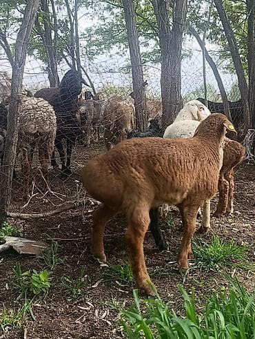 Продаю | Овца (самка) | Полукровка | Для разведения — 3