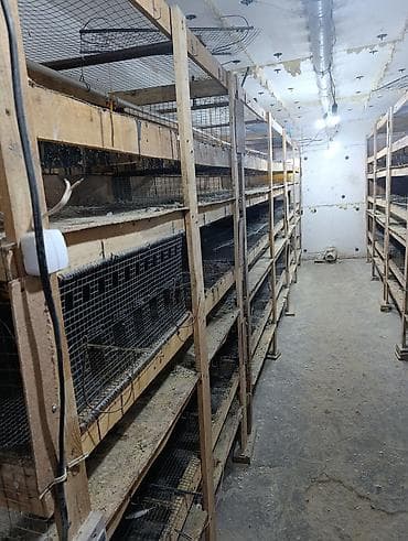 беде чоп тюк: Продаётся клетки для содержания бройлеров со всеми комплектуещими — 3