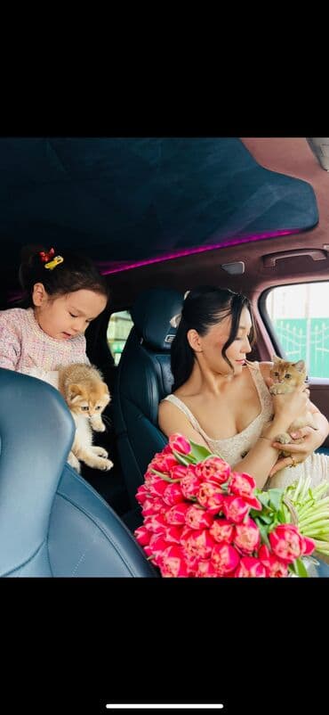 котенок в добрые руки: Плюшевые котята редкого окраса золотая шиншилла (возможны оттенки — 2