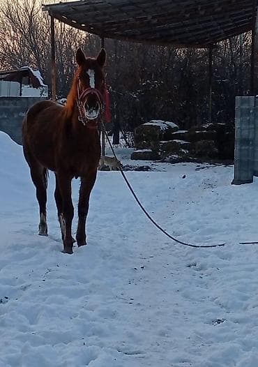 английский жеребец: Продаю | Жеребец — 2