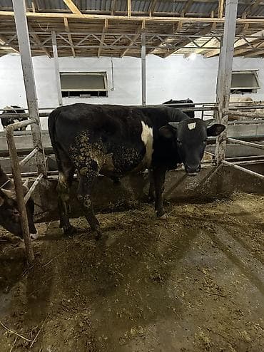 Айыл-чарба жаныбарлары: Сатам | Бука (эркек), Музоо | Аргын | Бордоп семиртүү үчүн, Союуга, Көбөйтүү үчүн | Байланган — 7