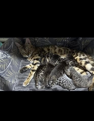 d cat: Котята редкого микса: бенгал + шотландская вислоухая — 1
