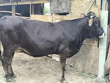 брамы куры: Продаю | Корова (самка) | Алатауская | Для молока | Стельные — 1