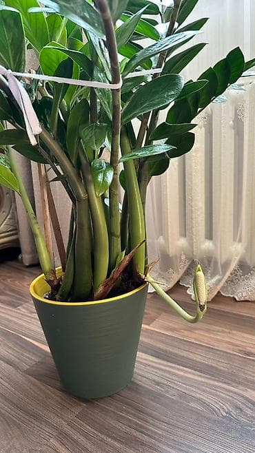 Бөлмө өсүмдүктөрү: Продаётся 2 замиокулькаса (долларовое дерево) 🌿 Редкий сорт - — 5