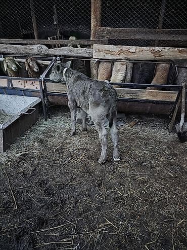 бык ош: Продаю | Бык (самец) — 1