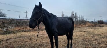 объявления о продаже собак: Продаю | Кобыла (самка), Жеребец | Полукровка | Для разведения | Племенные — 5