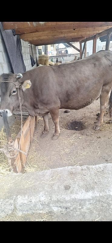 швиц уйлар: Продаю | Корова (самка) | Для разведения | Привязанные — 2