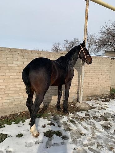 Продаю | Жеребец | Рабочий