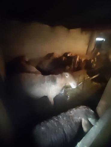 Другие животные: Продаю | Овца (самка), Ягненок | Арашан | Для разведения | Племенные, Матка, Ягнившаяся — 7