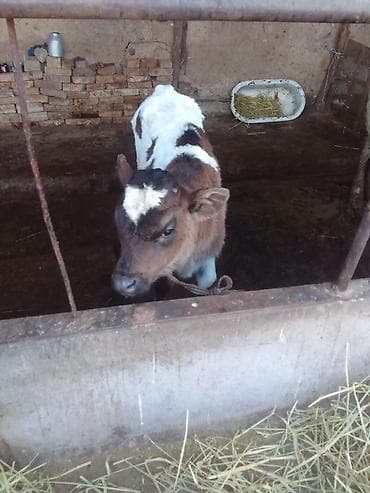 уй сатылат бишкек 2022: Сатам | Музоо | Бордоп семиртүү үчүн | Жасалма уруктандырылган — 4