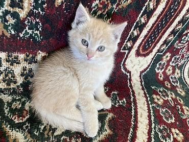 Продажа кошек: Беспородная, 2 месяца, Девочка, Рыжий, Приучена к лотку — 3