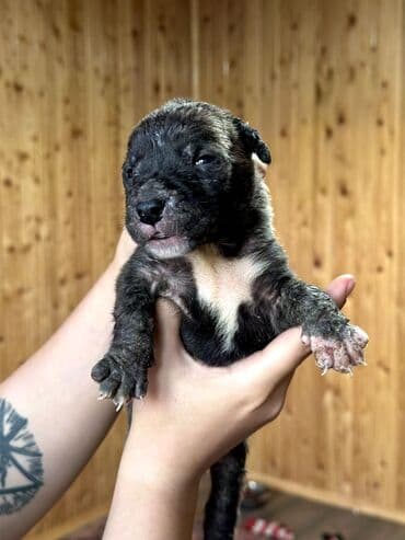 бульдоги: Щенки Канарского Дога (Presa Canario) С документами, прививками 8 — 36