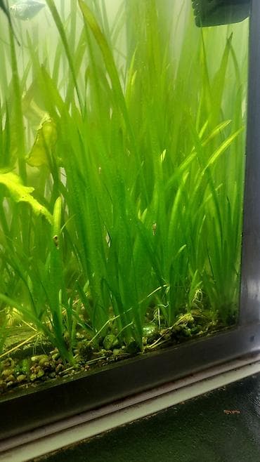 Валлиснерия спиральная (Vallisneria spiralis) для аквариума и